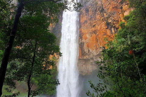 Springbrook Full Day Tour - Find Attractions 5