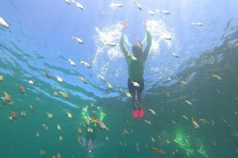 Manly Snorkel Trip And Nature Walk With Local Guide - Find Attractions 0