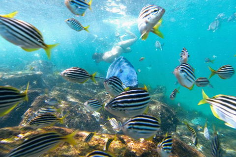 Manly Snorkel Trip And Nature Walk With Local Guide - Find Attractions 2