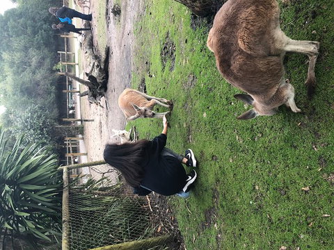 Perth Hills - Wildlife, Art & Gastronomy - Find Attractions 4
