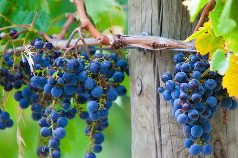 Yarra Valley, Dandenong Ranges Inc. Lunch With Wine,plus Morning Tea,chocolate - Find Attractions 0