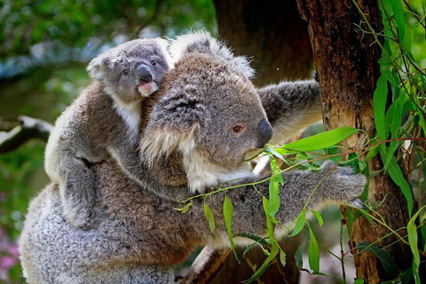 Private Three Day Great Ocean Road Tour - Find Attractions 2