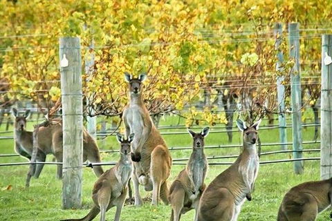 Margaret River Indulge And Discover Day Tour - Find Attractions 0