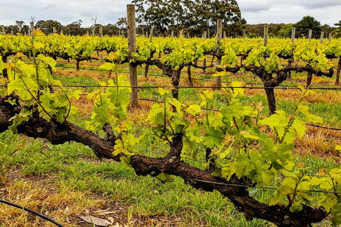 Margaret River Indulge And Discover Day Tour - Find Attractions 5