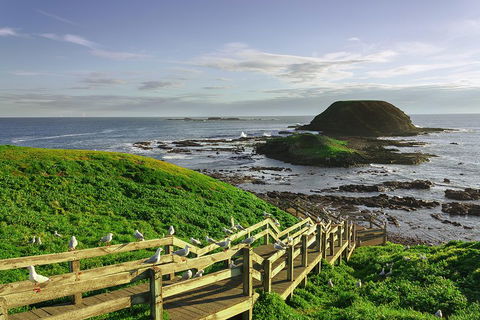 Full-Day Private Australian Wildlife Tour Of Phillip Island - Find Attractions 0
