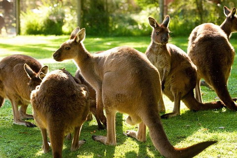 Melbourne City Card (3 Days): Visit Unlimited Attractions! - Find Attractions 4