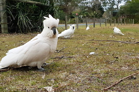 Kiama South Coast Tour With Coastline, Farmlands, Aboriginal Engravings & Lunch - Find Attractions 0