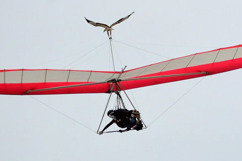 Hang Gliding With HangglideOz - Find Attractions 0