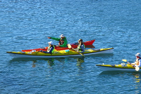 Half-Day Sydney Middle Harbour Guided Kayaking Eco Tour - Find Attractions 0