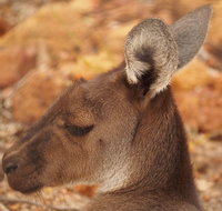 Australian animals Seascape and Sunset Photography Tour - Find Attractions