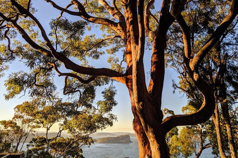 Manly & Sydney's Northern Beaches With 'Personalised Sydney Tours' - Find Attractions 4
