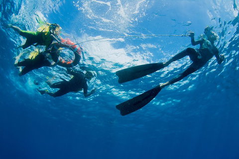 Passions Of Paradise Great Barrier Reef Snorkel And Dive Cruise From Cairns By Luxury Catamaran - Find Attractions 2