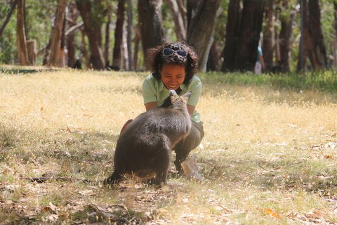 Cleland Wildlife Park Tour From Adelaide Including Mount Lofty Summit - Find Attractions 1