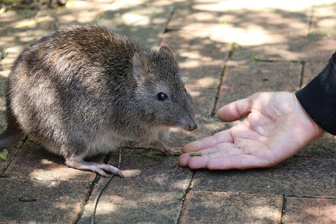 Cleland Wildlife Park Tour From Adelaide Including Mount Lofty Summit - Find Attractions 2