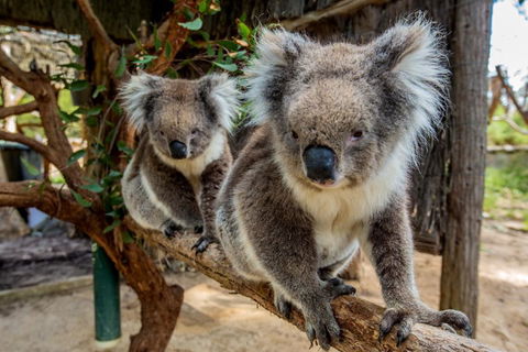 Cleland Wildlife Park Tour From Adelaide Including Mount Lofty Summit - Find Attractions 3