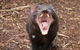 Cleland Wildlife Park Tour From Adelaide Including Mount Lofty Summit - thumb 4