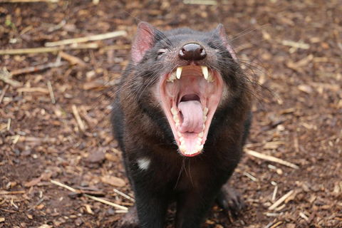 Cleland Wildlife Park Tour From Adelaide Including Mount Lofty Summit - Find Attractions 4