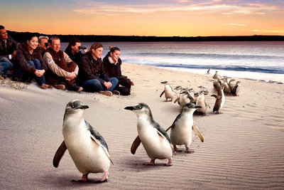 Private Tour Penguin Parade Phillip Island Tour.