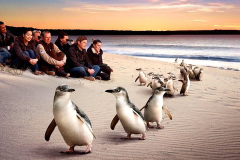 [Private Tour] â€œPenguin Paradeâ€ Phillip Island Tour. - Find Attractions 0