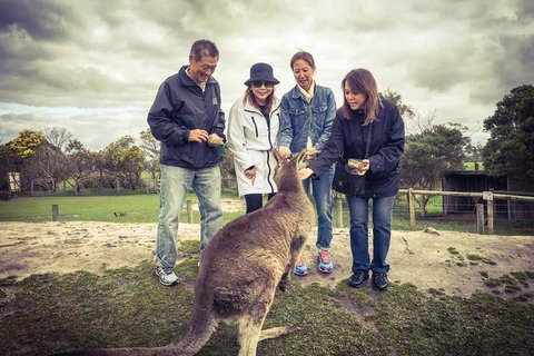 [Private Tour] â€œPenguin Paradeâ€ Phillip Island Tour. - Find Attractions 1