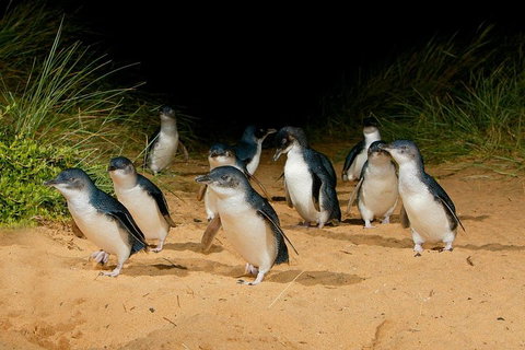 [Private Tour] â€œPenguin Paradeâ€ Phillip Island Tour. - Find Attractions 2
