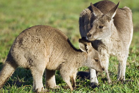 LGBT+ Friendly Full Day Phillip Island Private Tour - Find Attractions 3