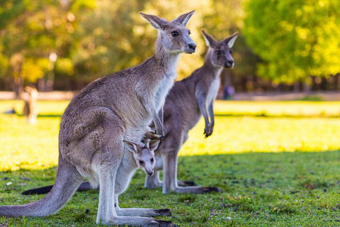 LGBT+ Friendly Full Day Phillip Island Private Tour - Find Attractions 4