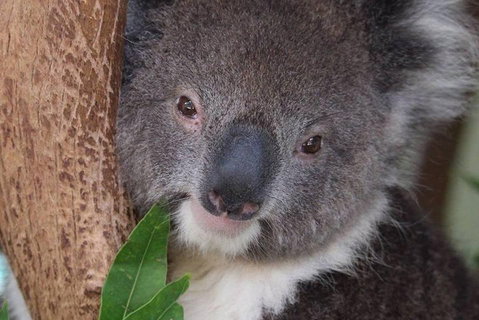 All Inclusive Blue Mountains Small-Group Day Trip From Sydney - Find Attractions 1