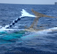 Whale Watching Jervis Bay - Find Attractions