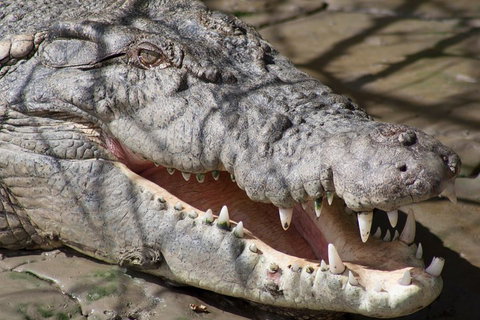 Whitsunday Crocodile Safari Including Lunch - Find Attractions 1