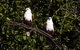Whitsunday Crocodile Safari Including Lunch - thumb 2