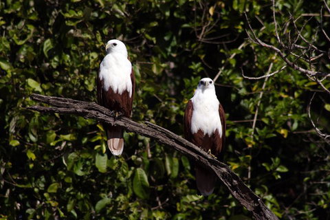 Whitsunday Crocodile Safari Including Lunch - Find Attractions 2