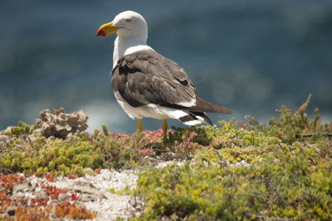 From The Mountains To The Bay - 4 Day Rediscovery Small Group Tour - Find Attractions 1