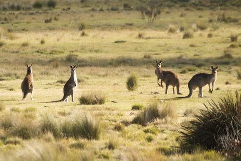 From The Mountains To The Bay - 4 Day Rediscovery Small Group Tour - Find Attractions 4