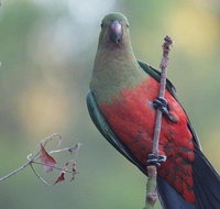 Inside the Greater Blue Mountains World Heritage - A Wildlife Safari Overnight - Find Attractions