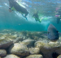 Manly and Shelly Beach Snorkeling Tour - Find Attractions