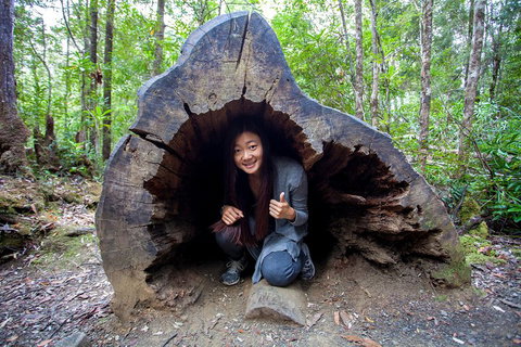 Tahune Airwalk Active Day Trip From Hobart Including Hastings Caves - Find Attractions 2