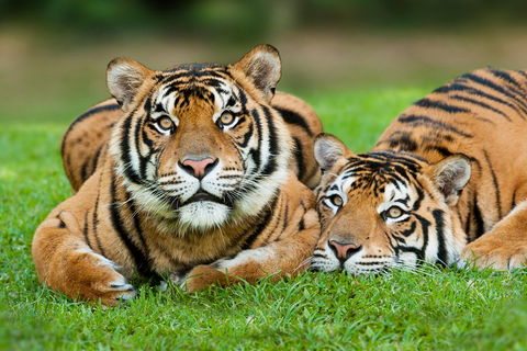 The Ultimate Gold Coast Attractions Pass - Find Attractions 2