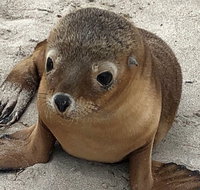 Kangaroo Island Scenic Trail Tour - Find Attractions