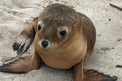 Kangaroo Island Scenic Trail Tour