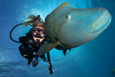 Great Barrier Reef Snorkeling And Diving Cruise From Cairns - Find Attractions 0