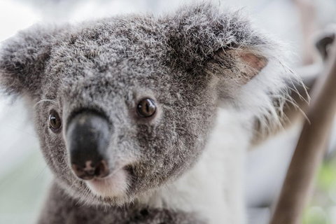 Ultimate Sydney Pass - Find Attractions 2