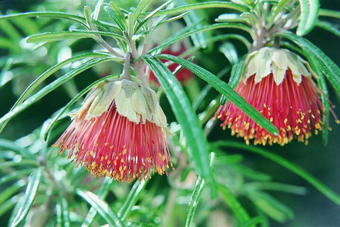 Full-Day Pinnacles Desert And Yanchep National Park Tour From Perth - Find Attractions 1