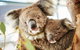 Full-Day Pinnacles Desert And Yanchep National Park Tour From Perth - thumb 5