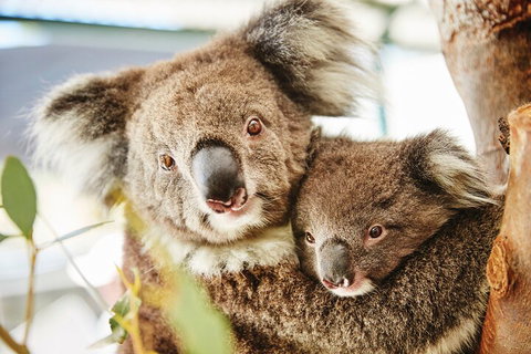 Full-Day Pinnacles Desert And Yanchep National Park Tour From Perth - Find Attractions 5