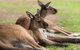 Private Ballarat And Sovereign Hill Tour From Melbourne - thumb 0