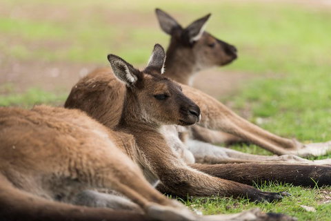 Private Ballarat And Sovereign Hill Tour From Melbourne - Find Attractions 0