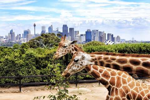 Go City | Sydney Explorer Pass With 20+ Attractions And Tours - Find Attractions 2