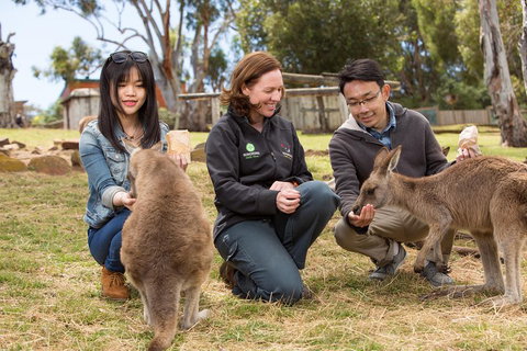 Bonorong Wildlife Park And Richmond Afternoon Tour From Hobart - Find Attractions 1