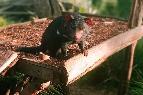 Bonorong Wildlife Park And Richmond Afternoon Tour From Hobart - Find Attractions 4